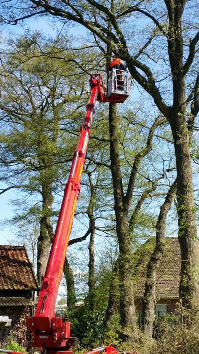 Arbeitsbühne bei einer Baumentfernung bzw. einem Baumschnitt im Einsatz