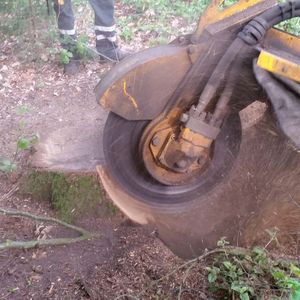 Grüne Stubbenfräse entfernt Wurzelstubbe
