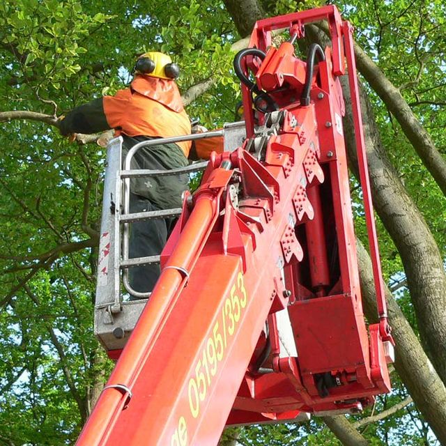 Arbeitsbühne bei der Baumentfernung 