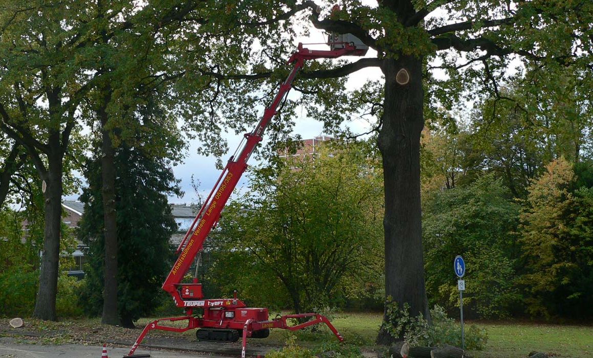 Baumfällarbeiten im Heidekreis