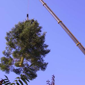 Baumkrone hängt bei einer Baumentfernung an einem Kranausleger