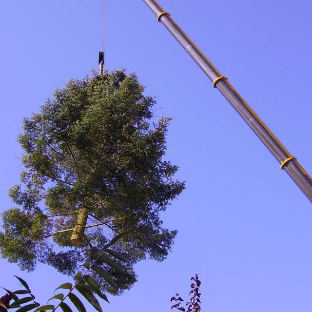 Baumkrone hängt bei einer Baumentfernung an einem Kranausleger