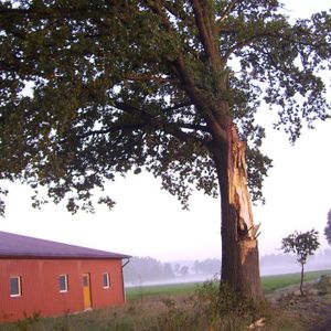 Baum vor einer Scheune mit Sturmschaden