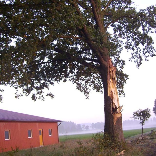 Baum vor einer Scheune mit Sturmschaden